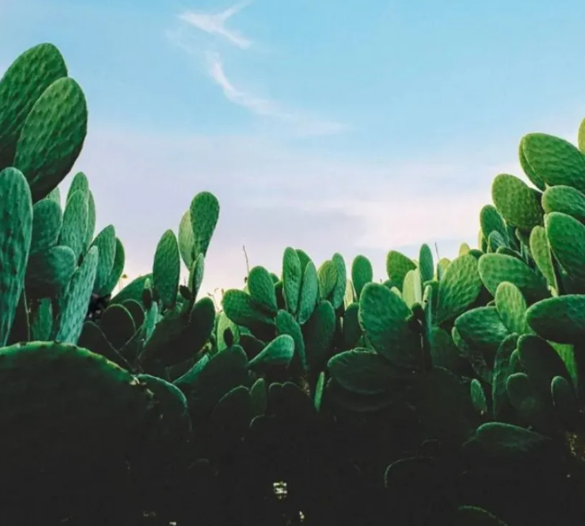 Milyen gyorsan találod meg a képen a kaktuszok közt rejtőző cicát?